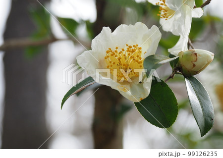 白いツバキ科の花 白いツバキ科の花 99126235
