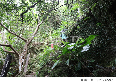 冬の沖縄ほっこり本部半島の古宇利島 99126597