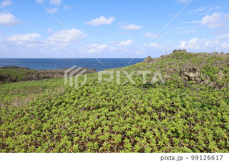 冬の沖縄ほっこり本部半島の古宇利島 99126617
