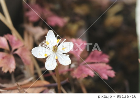 寒さに強いバイカオウレン（梅花黄蓮） 99126716