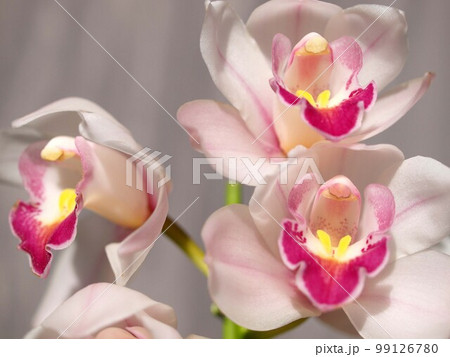 白いシンビジウムの花のアップ 白いシンビジウムの花のアップ 99126780