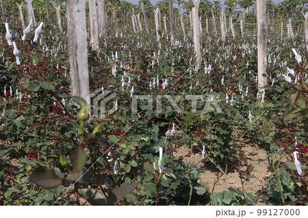 rose wrapped with foam net on farm for harvest are cash crops rose wrapped with foam net on farm for harvest are cash crops 99127000