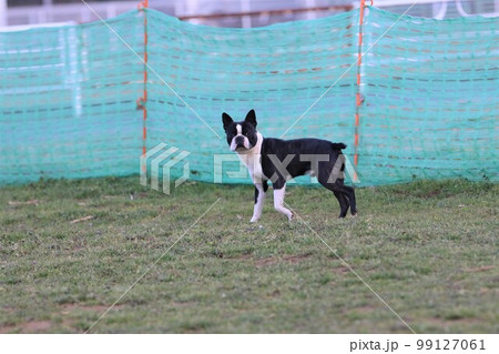 ドックランで楽しく遊びながら可愛く見つめる愛犬ボストンテリアのマイティくん♡ ドックランで楽しく遊びながら可愛く見つめる愛犬ボストンテリアのマイティくん♡ 99127061