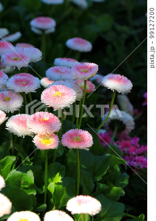 太陽のような花形・デイジー 99127200