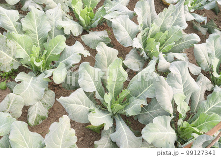 healthy fresh cabbage on farm for harvest this is cash crops 99127341