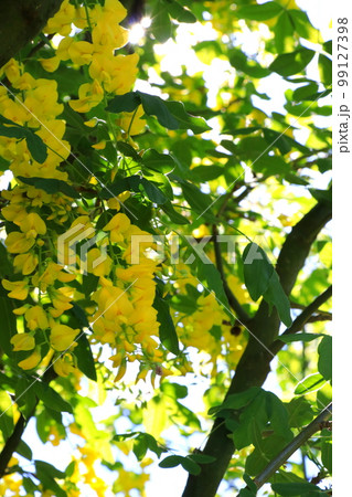 金色の鎖のようなキバナフジ 99127398