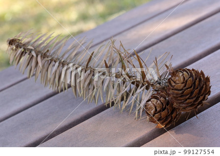 コウヨウザンの松ぼっくり コウヨウザンの松ぼっくり 99127554