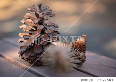 大王松とコウヨウザンの松ぼっくり 大王松とコウヨウザンの松ぼっくり 99127564