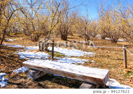 残雪と蝋梅 残雪と蝋梅 99127622