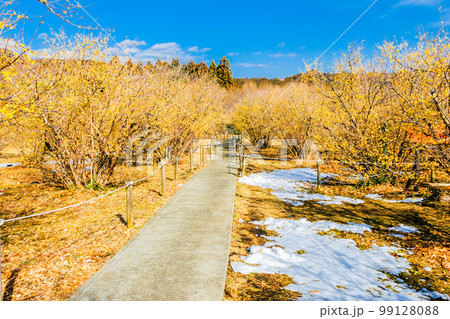 老梅林と遊歩道 老梅林と遊歩道 99128088