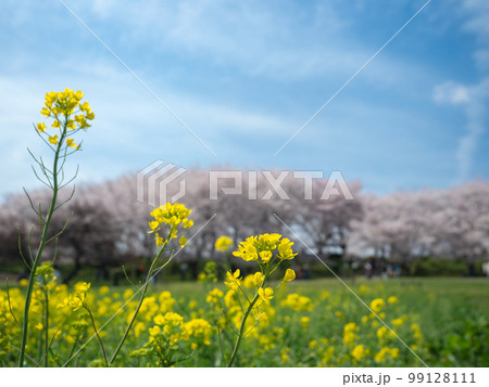 【埼玉】菜の花と幸手権現堂桜堤の桜並木 【埼玉】菜の花と幸手権現堂桜堤の桜並木 99128111