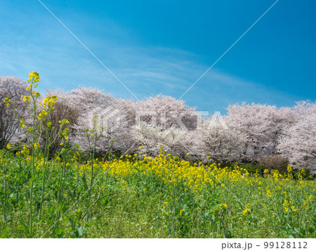 【埼玉】菜の花と幸手権現堂桜堤の桜並木 【埼玉】菜の花と幸手権現堂桜堤の桜並木 99128112