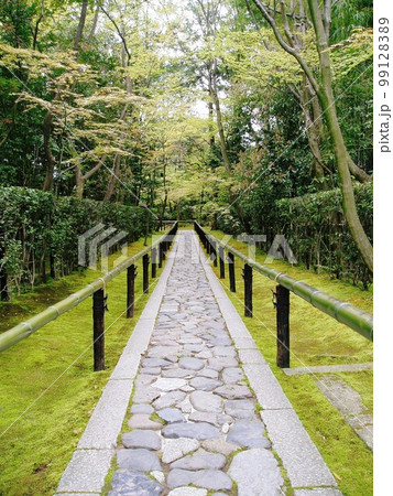 京都　大徳寺高桐院の新緑の風景 99128389