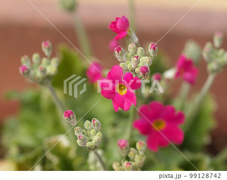赤いサクラソウの花のアップ 赤いサクラソウの花のアップ 99128742