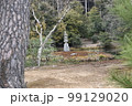 庭園 99129020
