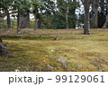 庭園 99129061