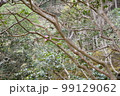 庭園 99129062