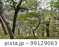 庭園 99129063