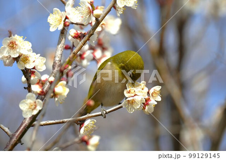 梅の花とメジロ 梅の花とメジロ 99129145