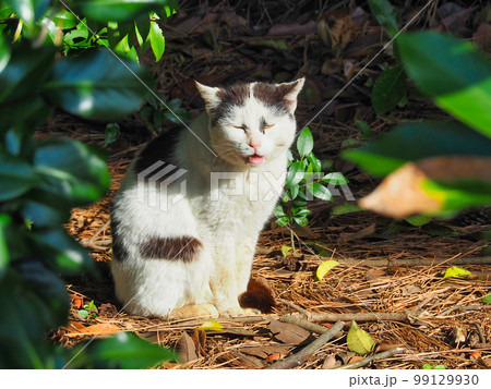 木陰に座ってこちらを見ている八割れ猫 99129930