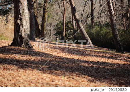 冬の森林公園 99130020