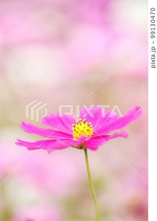 コスモス 128 99130470