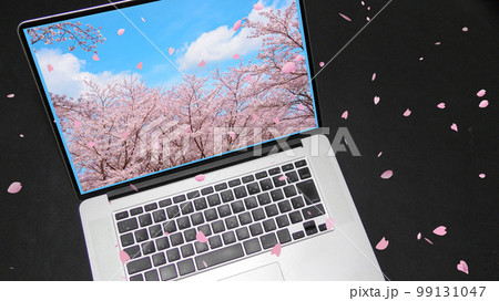 パソコンと桜 99131047