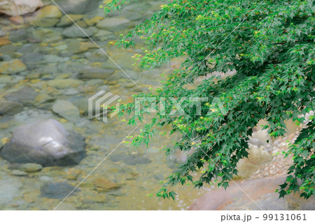 樹木の緑と川底まで見える渓流の背景 99131061