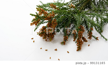 スギ花粉 花粉症 アレルギー スギ花粉 花粉症 アレルギー 99131165