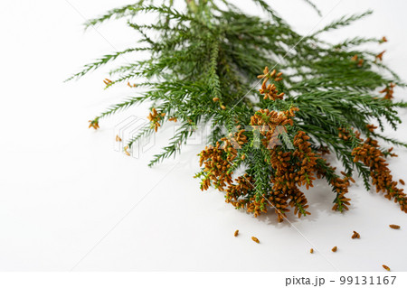 スギ花粉　花粉症　アレルギー 99131167