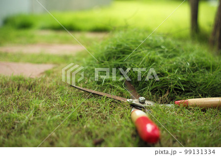 Closeup gardening scissors on the grass field with defocused pile of grass in background 99131334