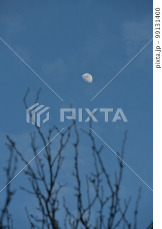 北杜市白州町、梢の上に月齢9.3夕暮れの月 99131400