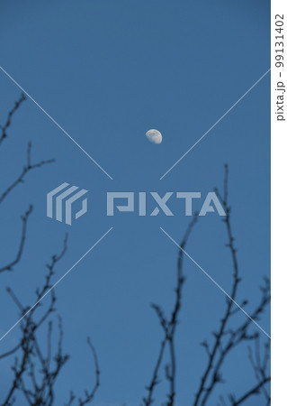 北杜市白州町、梢の上に月齢9.3夕暮れの月 99131402