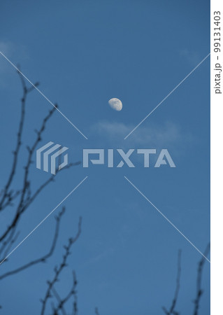 北杜市白州町、梢の上に月齢9.3夕暮れの月 北杜市白州町、梢の上に月齢9.3夕暮れの月 99131403