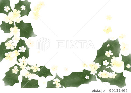 Hiiragi's flower - Stock Illustration [99131462] - PIXTA