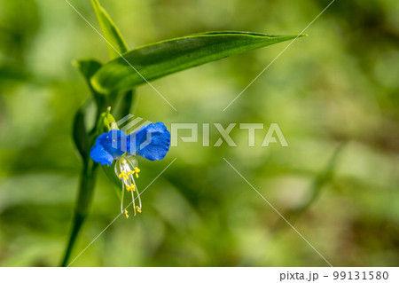 夏の青い花~露草 夏の青い花~露草 99131580