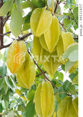 スターフルーツ（ゴレンシ）の黄色い果実 99131657