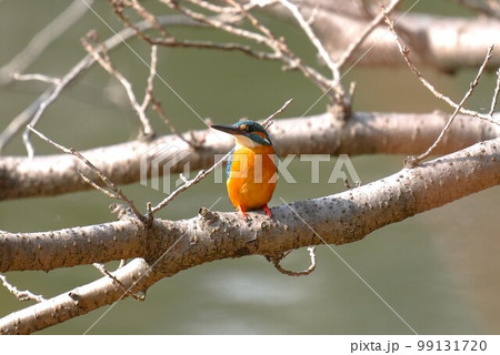 木の枝から獲物を探すカワセミ 99131720
