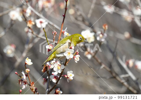 梅の花とメジロ 梅の花とメジロ 99131721