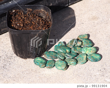 薬剤処理されたソラマメの種 99131904