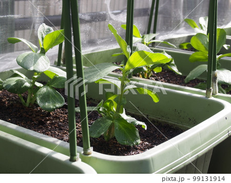 プランターの中で育つソラマメの苗 99131914