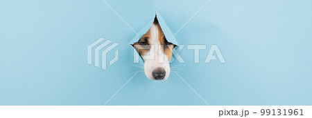 Dog nose from a hole in paper blue background. Copy space.  99131961