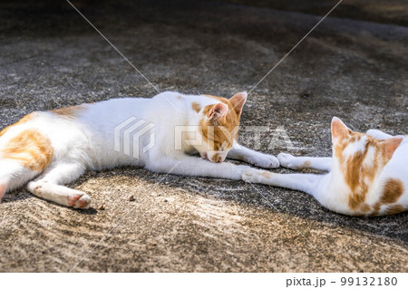 2匹の猫~チビとミニラ~ 2匹の猫~チビとミニラ~ 99132180