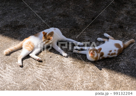 光と影の間の猫たち 光と影の間の猫たち 99132204