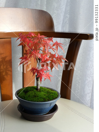 木製家具を背景に緑色の苔に覆われた陶磁器に、美しく紅葉したモミジのミニ盆栽 99132331