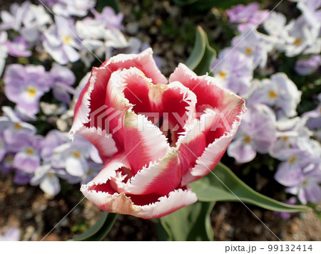 兵庫県立フラワーセンターのチューリップ 99132414