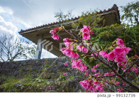 沖縄で日本一早く開花するピンク色の寒緋桜の花 沖縄で日本一早く開花するピンク色の寒緋桜の花 99132736