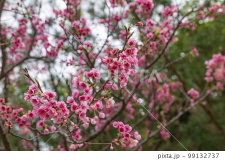 沖縄で日本一早く開花するピンク色の寒緋桜の花 沖縄で日本一早く開花するピンク色の寒緋桜の花 99132737