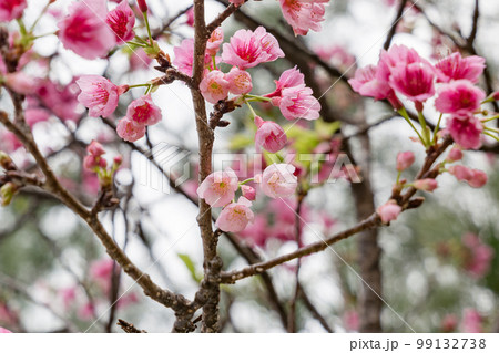 沖縄で日本一早く開花するピンク色の寒緋桜の花 沖縄で日本一早く開花するピンク色の寒緋桜の花 99132738