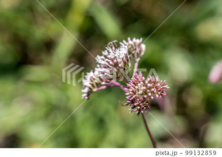 開花する藤袴の花 開花する藤袴の花 99132859